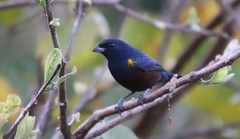 Euphonia pectoralis