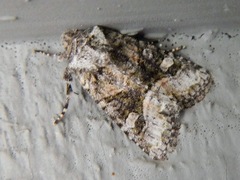 Lacinipolia olivacea