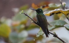 Heliodoxa rubricauda