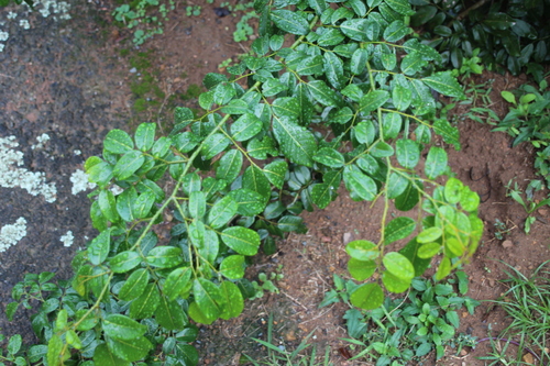 Image of Dalbergia obovata by no rights reserved