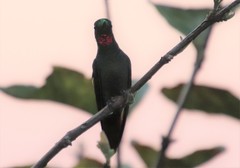 Heliodoxa rubricauda