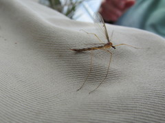 Tricyphona