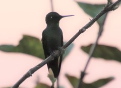 Heliodoxa rubricauda