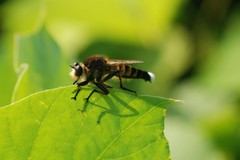 Promachus yesonicus
