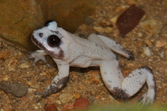 Quasipaa exilispinosa