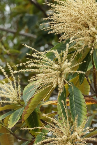 Castanopsis fissa, photograph 4