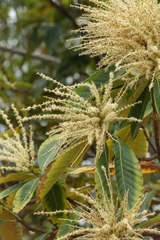 author not stated, no rights reserved Castanopsis fissa, photograph author not stated, no rights reserved