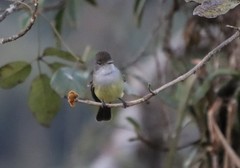 Myiarchus ferox