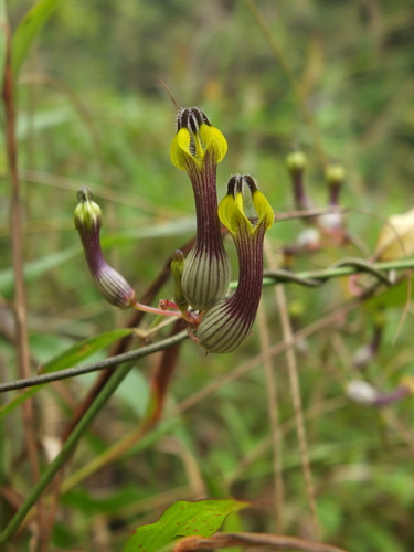 Ceropegia candelabrum var. candelabrum
