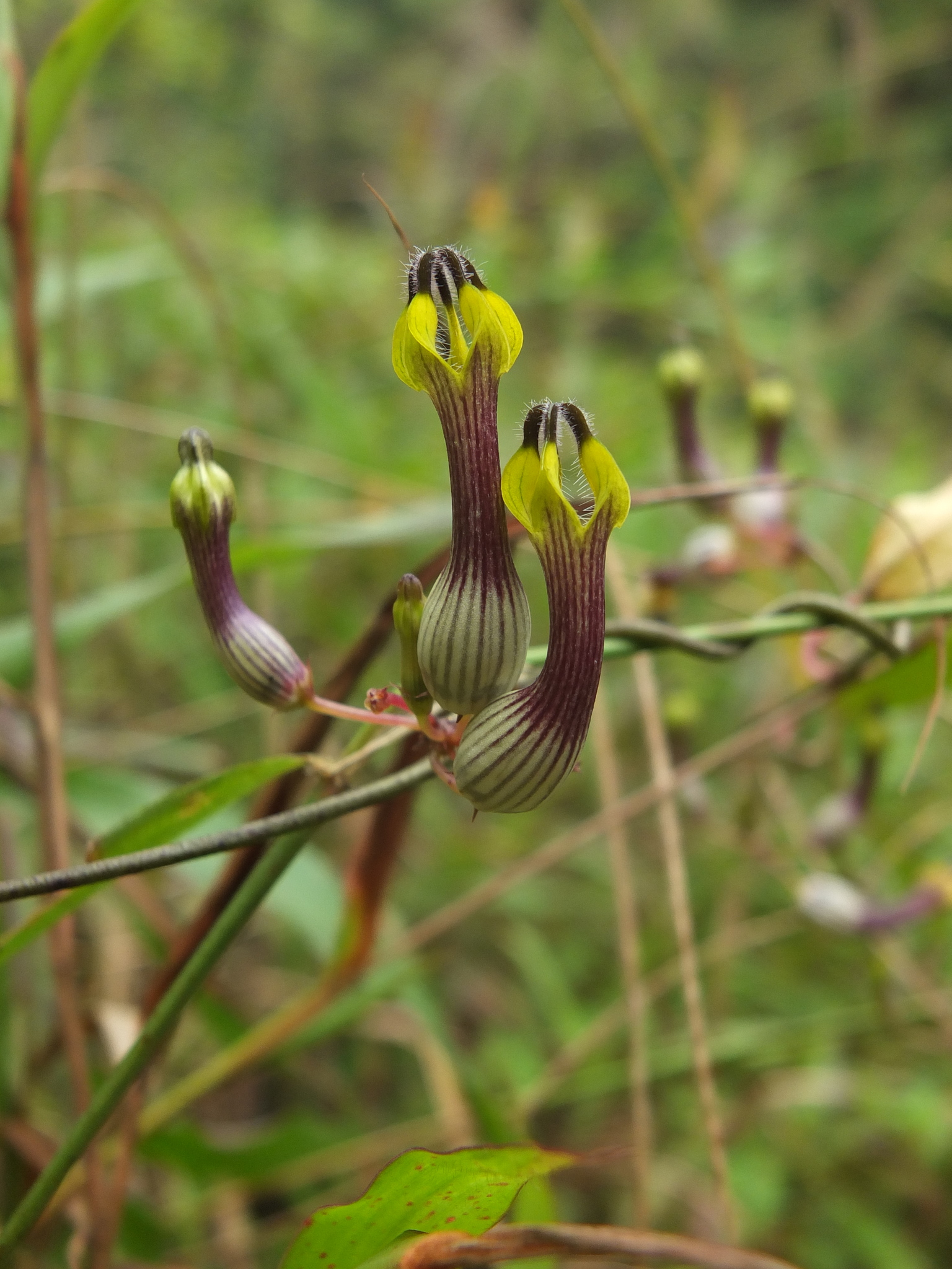 Ceropegia candelabrum var. candelabrum