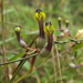 Ceropegia candelabrum candelabrum - Photo (c) Siddarth Machado, some rights reserved (CC BY), uploaded by Siddarth Machado