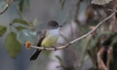 Myiarchus ferox