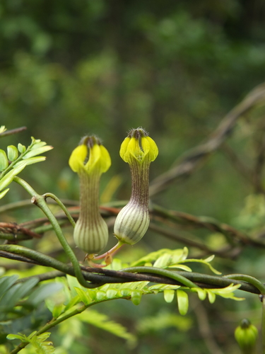 Ceropegia candelabrum