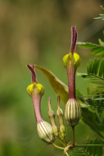 Ceropegia candelabrum var. biflora