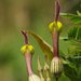 Ceropegia candelabrum biflora - Photo (c) Siddarth Machado, some rights reserved (CC BY), uploaded by Siddarth Machado