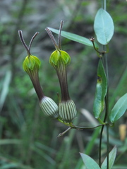 Ceropegia candelabrum