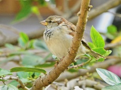 Passer domesticus