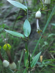 Ceropegia candelabrum