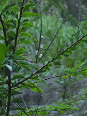 Ceropegia candelabrum
