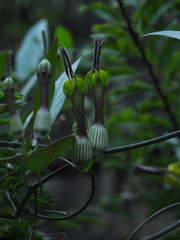 Ceropegia candelabrum