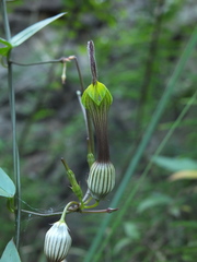 Ceropegia candelabrum