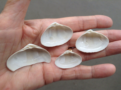 Mactromeris hemphillii