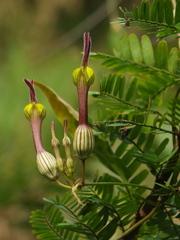 Ceropegia candelabrum