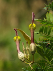 Ceropegia candelabrum