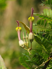 Ceropegia candelabrum