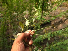 Ceropegia candelabrum
