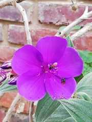 Trigona fulviventris