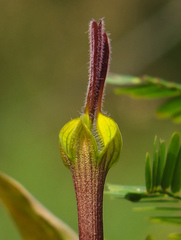 Ceropegia candelabrum