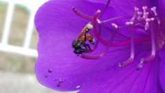 Trigona fulviventris