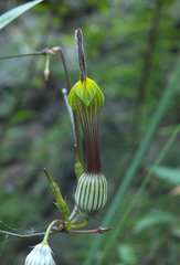Ceropegia candelabrum