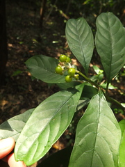 Chassalia curviflora