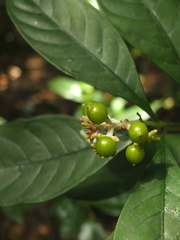 Chassalia curviflora