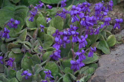 Petrocosmea