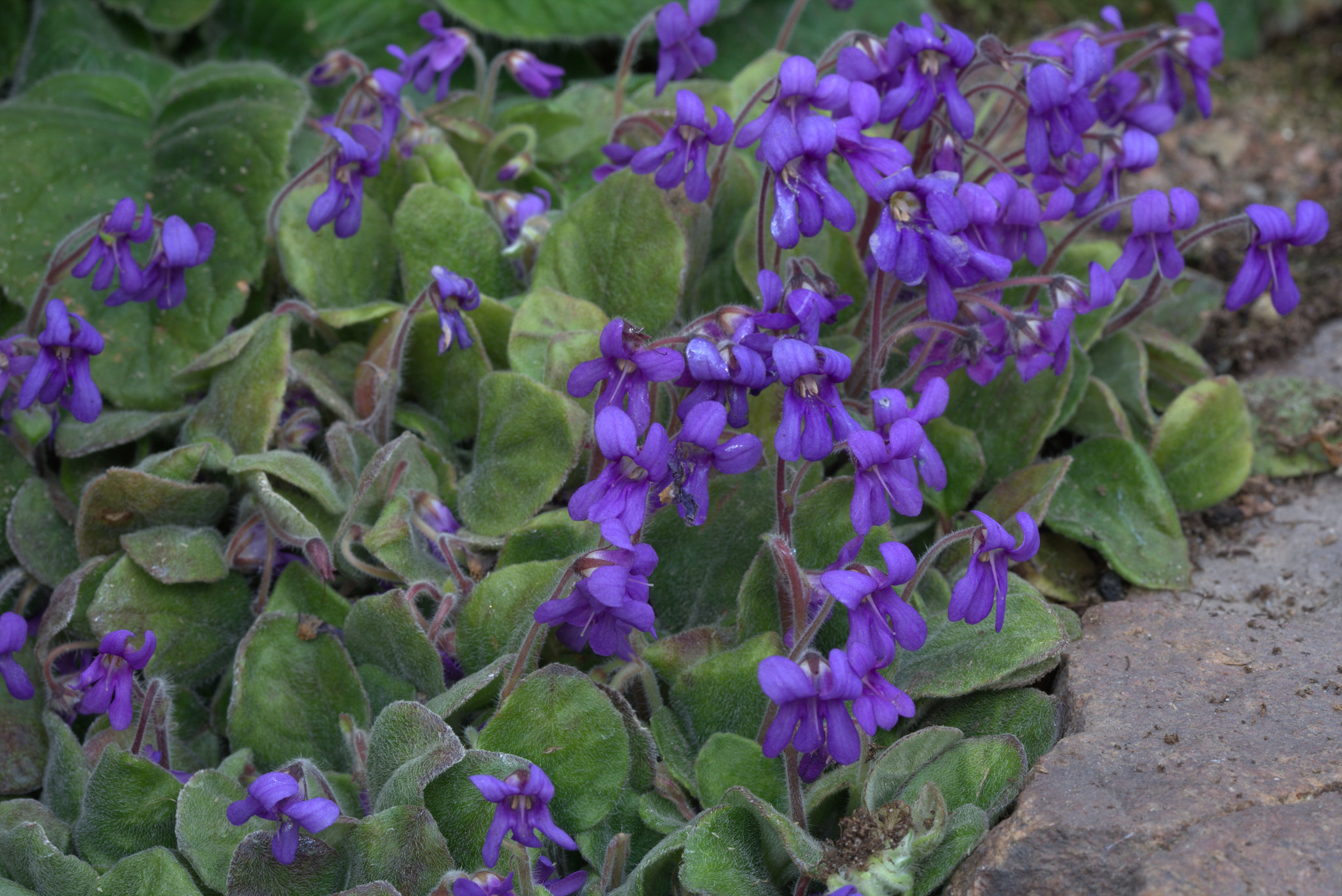 Petrocosmea