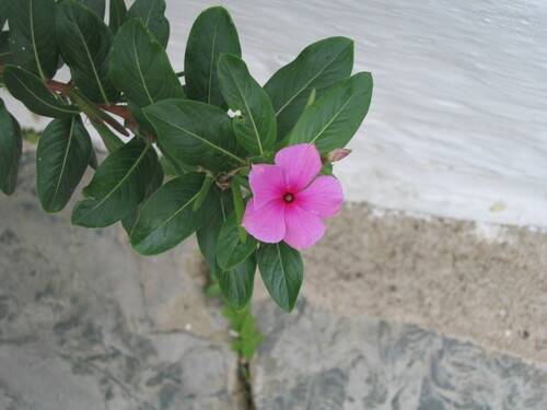 Catharanthus roseus