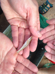 Rhinichthys cataractae