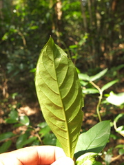 Chassalia curviflora