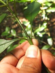 Chassalia curviflora