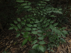 Horsewood (Clausena anisata)