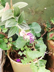 Trigona fulviventris