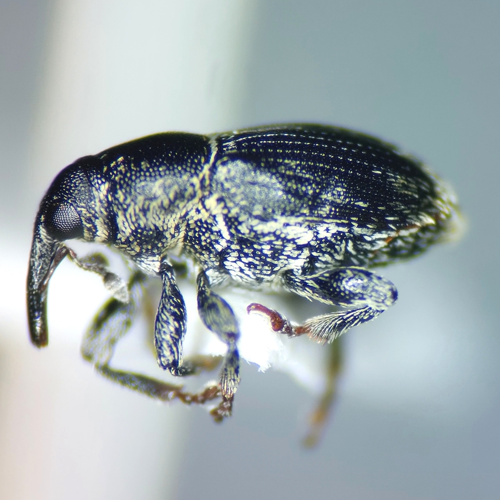 Sibinia subelliptica