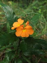 Crossandra infundibuliformis