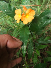 Crossandra infundibuliformis