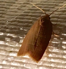 Clepsis clemensiana