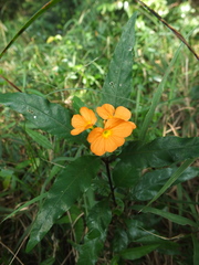 Crossandra infundibuliformis