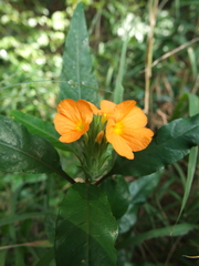 Crossandra infundibuliformis